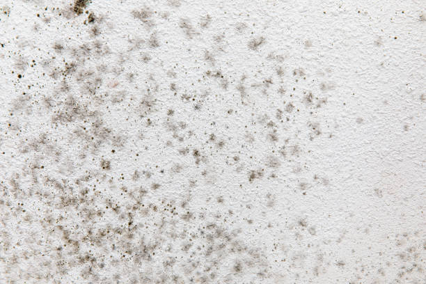 Best Environmental Consulting for Mold Prevention  in Morrow, GA