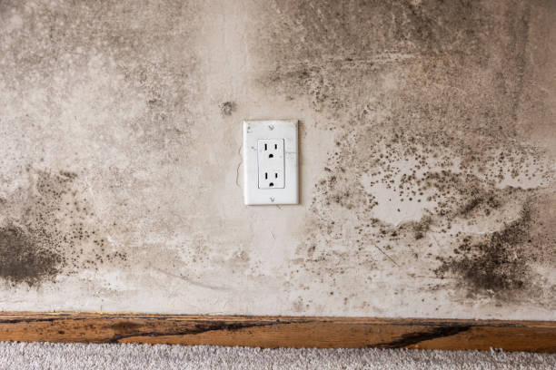 Professional Mold Removal in Morrow, GA